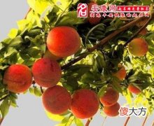 梦见李子树(图文)