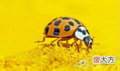 梦见昆虫(图文)