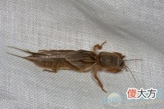 梦见蝼蛄(图文)
