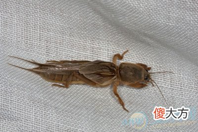 梦见蝼蛄(图文)