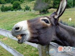 梦见被驴踢(图文)