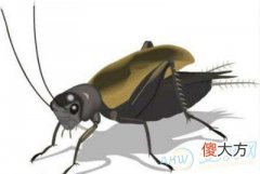 梦见蛐蛐(图文)