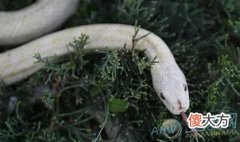 梦见一条大白蛇(图文)