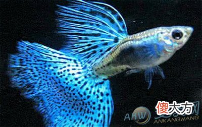 梦见凤尾鱼(图文)