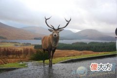 梦见雄鹿(图文)