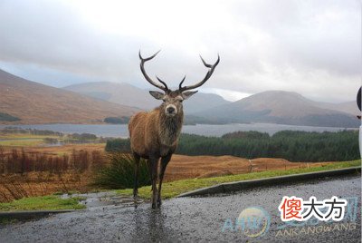 梦见雄鹿(图文)