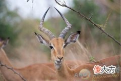 梦见羚羊(图文)
