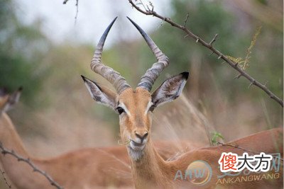 梦见羚羊(图文)