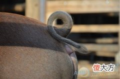 梦见猪尾巴(图文)