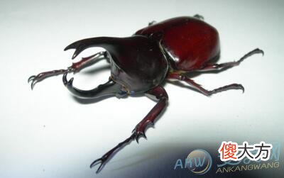 梦见甲虫(图文)