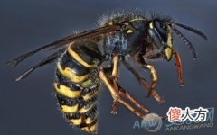 梦见大黄蜂(图文)