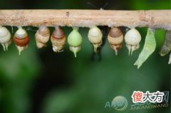 梦见蛹(图文)