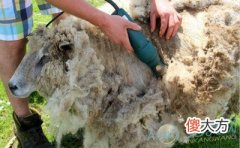 梦见剪羊毛(图文)