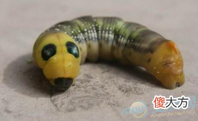 梦见肉虫子有着怎样的特殊象征意义？(图文)