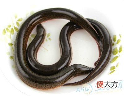 梦见黄鳝(图文)