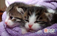 梦见小猫(图文)