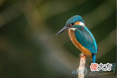 梦见翠鸟好不好(图文)