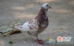 梦见吃鸽子肉(图文)