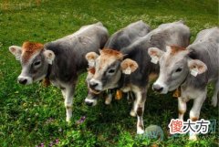 梦见牛犊(图文)