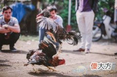 梦见斗鸡(图文)
