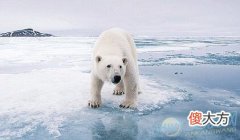梦见北极熊(图文)