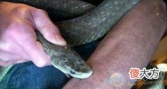 梦见被蛇咬到手有着怎样的吉凶含义？(图文)