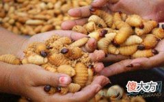 梦见吃蛆(图文)