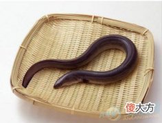 梦见鳝鱼(图文)