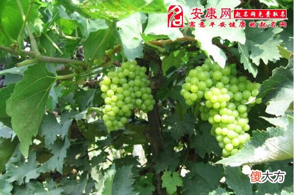 梦见绿葡萄(图文)