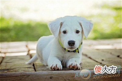 做梦梦见小狗好不好(图文)