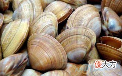 梦见蛤蜊(图文)
