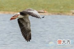 梦见大雁(图文)