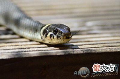 梦见蛇咬脚(图文)