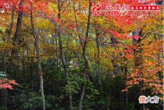 梦见原始森林(图文)