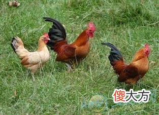 正确解读梦见鸡叫声的象征意义(图文)