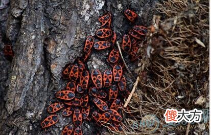 梦见全身都是虫子(图文)