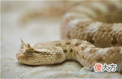 梦见金色蟒蛇(图文)