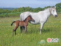 梦见小马驹(图文)