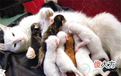 梦见猫生小猫(图文)