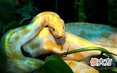 梦见黄金蟒(图文)