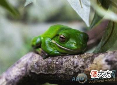 孕妇梦见青蛙(图文)
