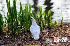 孕妇梦见鸽子(图文)