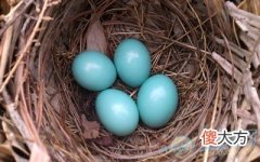 梦见鸟蛋(图文)