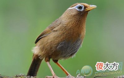 梦见画眉(图文)