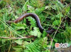 梦见蚯蚓(图文)