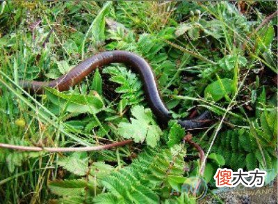 梦见蚯蚓(图文)