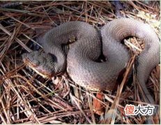 梦见黑色大蟒蛇有着怎样的含义？(图文)