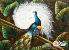 梦见孔雀(图文)