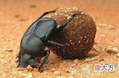 梦见蜣螂(图文)