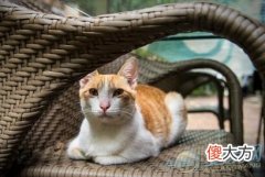 梦见家里有猫含义如何？从不同角度来看(图文)